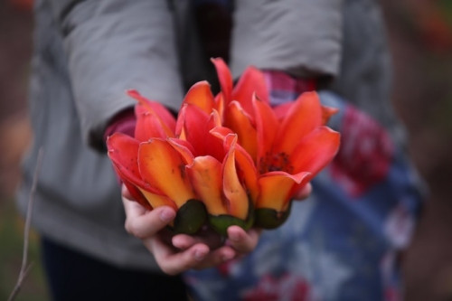 Tháng 4 về, Hà Nội rực đỏ mùa hoa gạo - Ảnh 4 Tháng 4 về, Hà Nội rực đỏ mùa hoa gạo - Ảnh 4