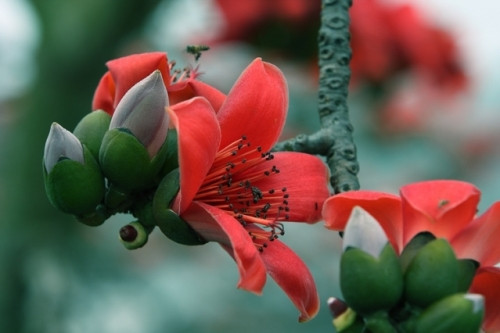 Tháng 4 về, Hà Nội rực đỏ mùa hoa gạo - Ảnh 2 Tháng 4 về, Hà Nội rực đỏ mùa hoa gạo - Ảnh 2