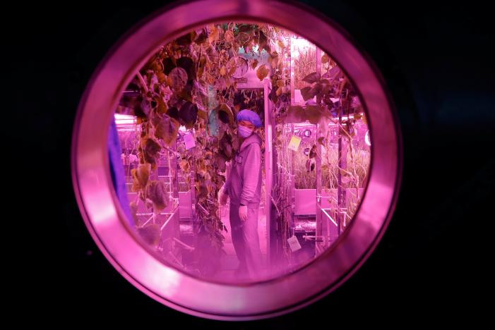 Một tình nguyện viên kiểm tra hệ thực vật bên trong cabin mô phỏng điều kiện sống trên trạm vũ trụ mang tên Cung điện Mặt trăng