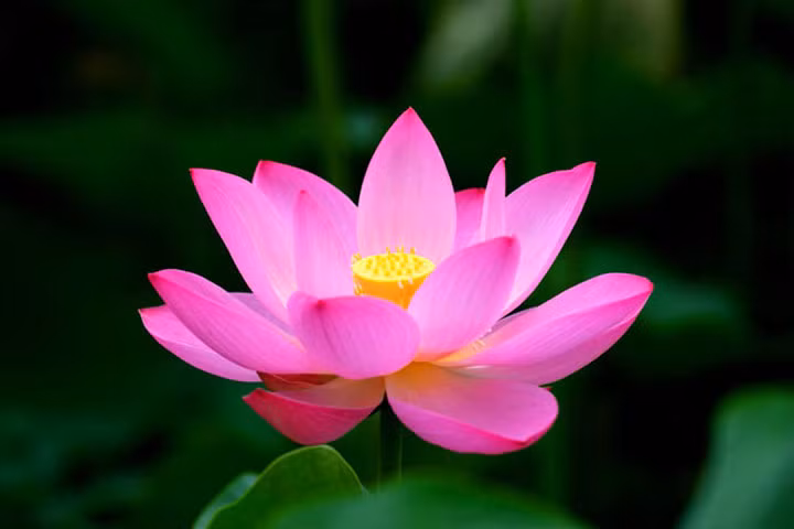 9 tác dụng ít biết của hoa sen và các sản phẩm từ sen