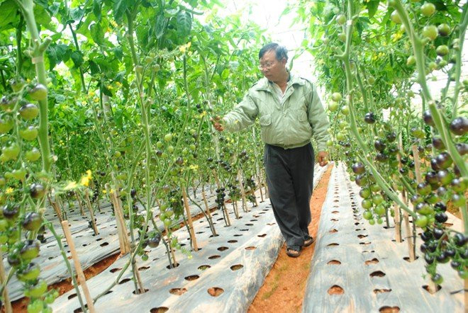 Bí kíp trồng cà chua đen sai trĩu giàn của nông dân phố núi