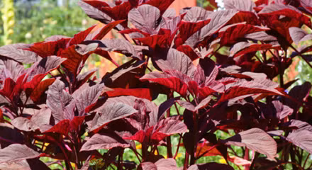 Ảnh minh họa: Internet