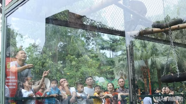 Dịp nghỉ lễ năm nay kéo dài nên nhiều người đã có dịp sum vầy, vui chơi cùng gia đình sau những ngày làm việc vất vả. Anh Nguyễn Việt Tùng (Phú Thọ) chia sẻ: "Cứ vào dịp nghỉ lễ 30/4, tôi đều cho các con xuống vườn thú Hà Nội chơi vì quãng đường di chuyển không quá xa cũng như tiết kiệm được nhiều chi phí. Nhưng năm nào cũng vậy, ngắm thú thì ít mà ngắm người thì nhiều. Đó là chưa kể có loại nhìn ốm nheo nhách, một số khu chuồng để không nên cũng thấy đôi chút thất vọng".