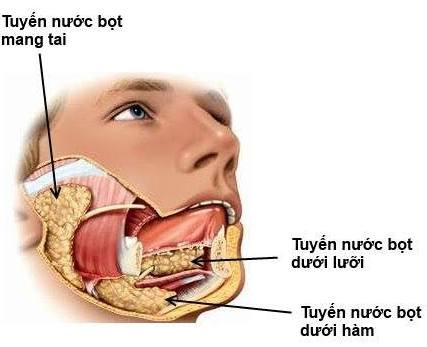 Lợi ích ít người biết của... nước bọt ảnh 1 Lợi ích ít người biết của... nước bọt