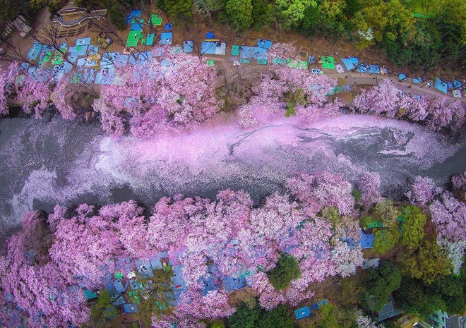 Mê đắm dòng sông hoa anh đào ở Tokyo