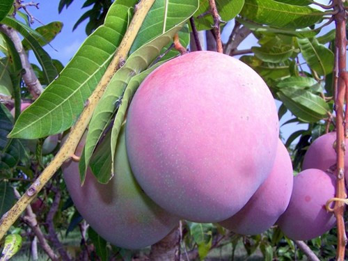 Lạ lẫm xoài tím độc lạ khiến người mua mắt tròn, mắt dẹt - ảnh 2