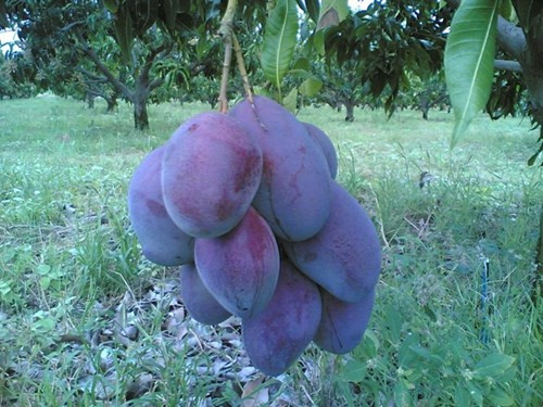 Lạ lẫm xoài tím độc lạ khiến người mua mắt tròn, mắt dẹt - ảnh 3