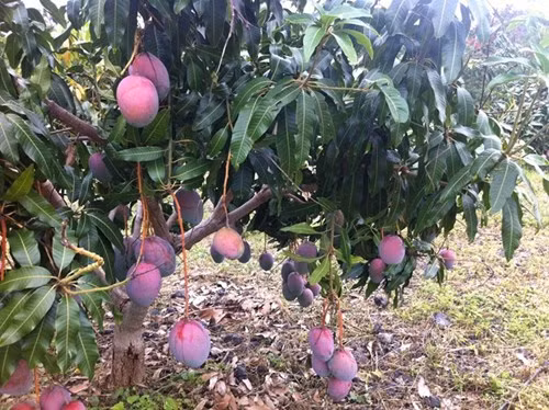 Lạ lẫm xoài tím độc lạ khiến người mua mắt tròn, mắt dẹt - ảnh 6