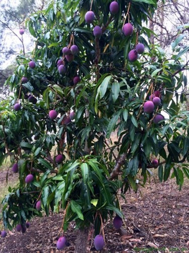 Lạ lẫm xoài tím độc lạ khiến người mua mắt tròn, mắt dẹt - ảnh 8