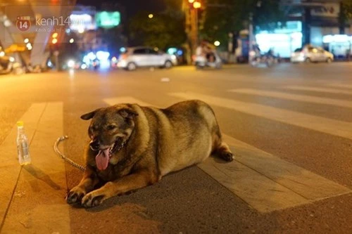 Chú chó béo nhất Hà Nội hàng ngày đi bộ với chủ để... giảm cân