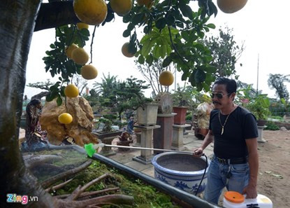 Mãn nhãn ngắm cây bưởi bonsai 68 quả “trăm triệu chưa mua được“ ảnh 4