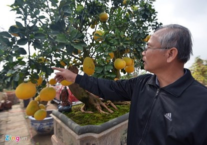 Mãn nhãn ngắm cây bưởi bonsai 68 quả “trăm triệu chưa mua được“ ảnh 7