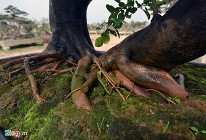 Mãn nhãn ngắm cây bưởi bonsai 68 quả “trăm triệu chưa mua được“ ảnh 3