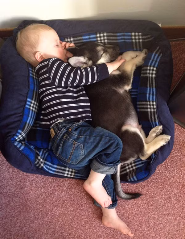 Bộ ảnh bé bắt chước động tác của thú cưng cực đáng yêu