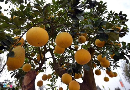 Mãn nhãn ngắm cây bưởi bonsai 68 quả “trăm triệu chưa mua được“ ảnh 8