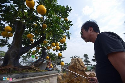 Mãn nhãn ngắm cây bưởi bonsai 68 quả “trăm triệu chưa mua được“ ảnh 5