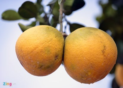 Mãn nhãn ngắm cây bưởi bonsai 68 quả “trăm triệu chưa mua được“ ảnh 6