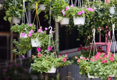 Tết về rộn ràng trên khắp phố phường Hà Nội