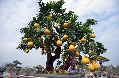 Mãn nhãn ngắm cây bưởi bonsai 68 quả “trăm triệu chưa mua được“