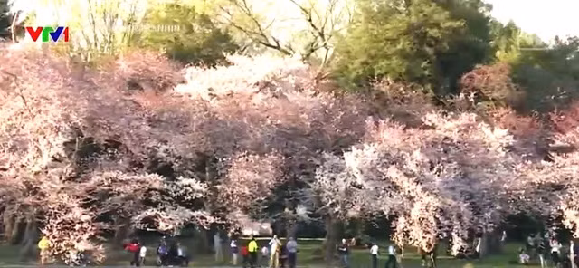 Chiêm ngưỡng hoa anh đào khoe sắc tại Washington DC ảnh 8