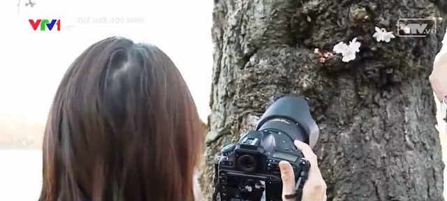 Chiêm ngưỡng hoa anh đào khoe sắc tại Washington DC ảnh 2