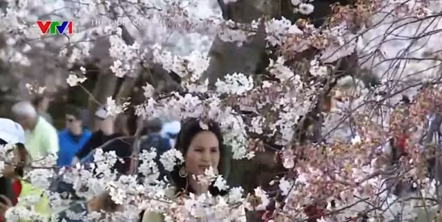 Chiêm ngưỡng hoa anh đào khoe sắc tại Washington DC ảnh 5