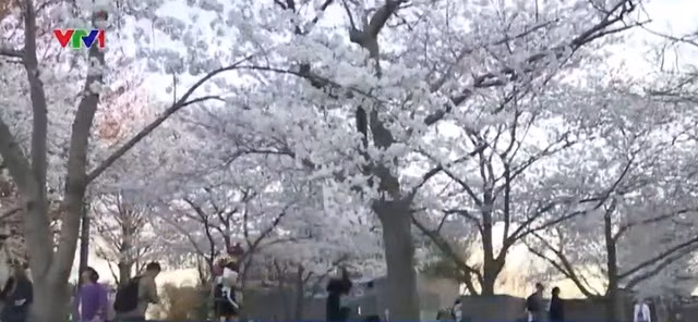 Chiêm ngưỡng hoa anh đào khoe sắc tại Washington DC ảnh 11