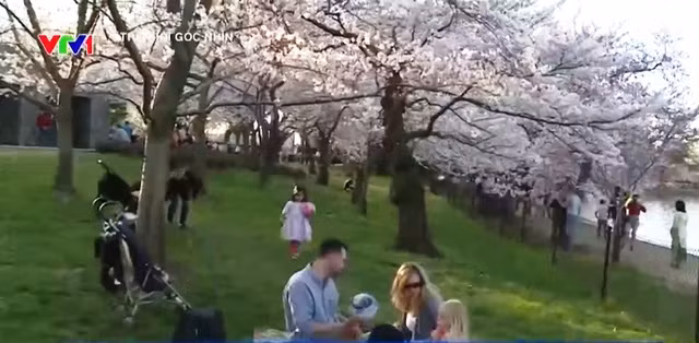 Chiêm ngưỡng hoa anh đào khoe sắc tại Washington DC ảnh 15
