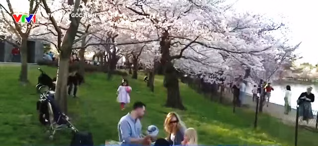 Chiêm ngưỡng hoa anh đào khoe sắc tại Washington DC ảnh 10