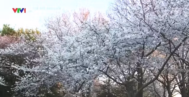 Chiêm ngưỡng hoa anh đào khoe sắc tại Washington DC ảnh 13