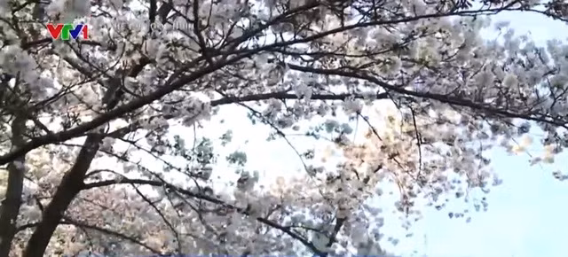 Chiêm ngưỡng hoa anh đào khoe sắc tại Washington DC ảnh 9