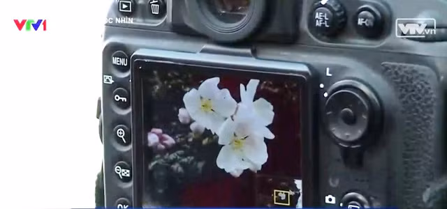 Chiêm ngưỡng hoa anh đào khoe sắc tại Washington DC ảnh 3