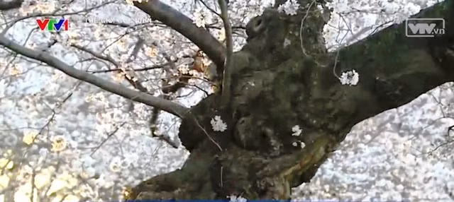 Chiêm ngưỡng hoa anh đào khoe sắc tại Washington DC ảnh 6