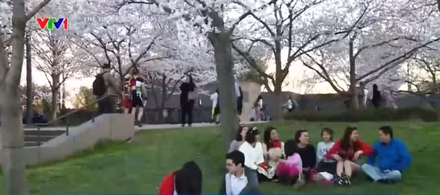 Chiêm ngưỡng hoa anh đào khoe sắc tại Washington DC ảnh 14