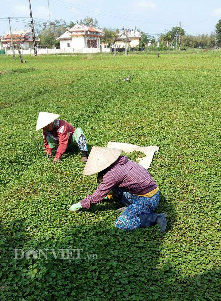 Ngọt lành rau má trong tiết Thanh minh hình ảnh 2 ngot lanh rau ma trong tiet thanh minh hinh anh 2