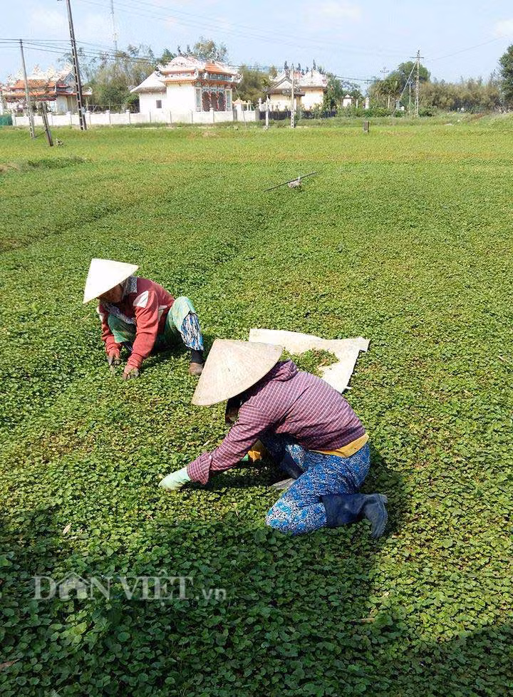 Ngọt lành rau má trong tiết Thanh minh hình ảnh 2 ngot lanh rau ma trong tiet thanh minh hinh anh 2