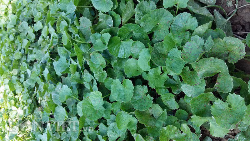 Ngọt lành rau má trong tiết Thanh minh hình ảnh 1 ngot lanh rau ma trong tiet thanh minh hinh anh 1