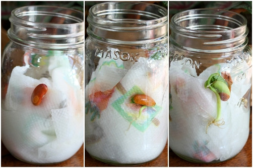 Ươm hạt bằng viên nén, giấy ăn cho cây lên như thổi ảnh 3 uom hat bang vien nen, giay an cho cay len nhu thoi - 3