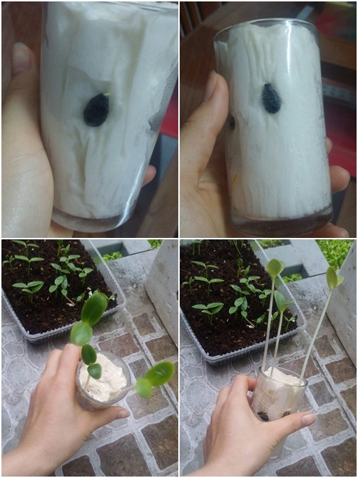 Ươm hạt bằng viên nén, giấy ăn cho cây lên như thổi ảnh 5 uom hat bang vien nen, giay an cho cay len nhu thoi - 5