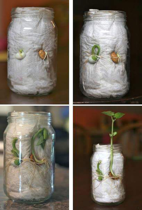 Ươm hạt bằng viên nén, giấy ăn cho cây lên như thổi ảnh 4 uom hat bang vien nen, giay an cho cay len nhu thoi - 4