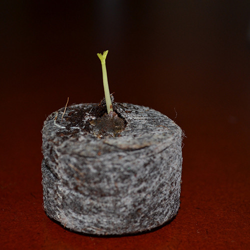 Ươm hạt bằng viên nén, giấy ăn cho cây lên như thổi ảnh 2 uom hat bang vien nen, giay an cho cay len nhu thoi - 2