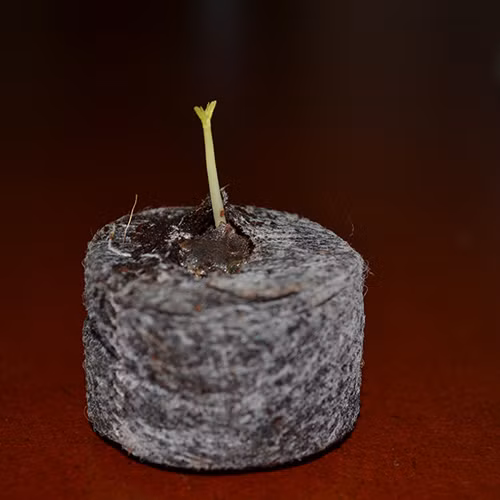 uom hat bang vien nen, giay an cho cay len nhu thoi - 2