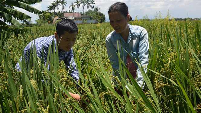 Thắng “nông dân” cùng mẹ dựng lúa ngã ngoài đồng - Ảnh: Thanh Ba Thắng “nông dân” cùng mẹ dựng lúa ngã ngoài đồng - Ảnh: Thanh Ba