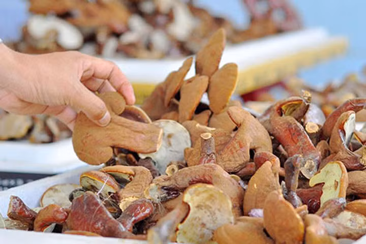 Nấm – "vật liệu xanh" của tương lai