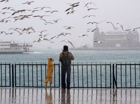 Nhung hinh anh de thuong khien ban muon co ngay 1 chu cho - Anh 13