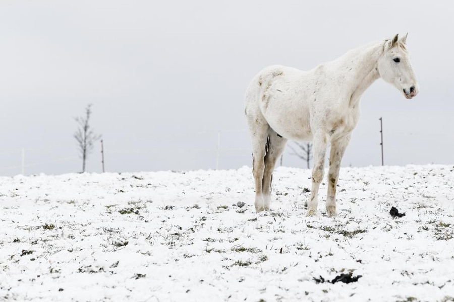 Một chú ngựa trắng đứng trên con đường tuyết phủ ở Saxony, Đức