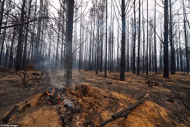 Một khúc gỗ âm ỉ cháy trong rừng bang Wingello