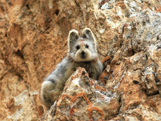 Thỏ ma thuật Ili Pika. Chú thỏ siêu hiếm này được gọi là “thỏ ma thuật”, nó được chụp ảnh lần đầu tiên trong vòng 20 năm nay. Lần đầu tiên người ta phát hiện ra con thỏ này ở vùng núi Thiên Sơn của Trung Quốc.
