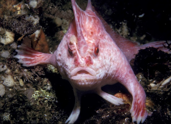 Cá hồng có tay. Vài năm trước, các nhà khoa học đã phát hiện ra 14 loài cá có vây giống như bàn tay. Hiện tại 9 loài trong số này đang có nguy cơ tuyệt chủng.