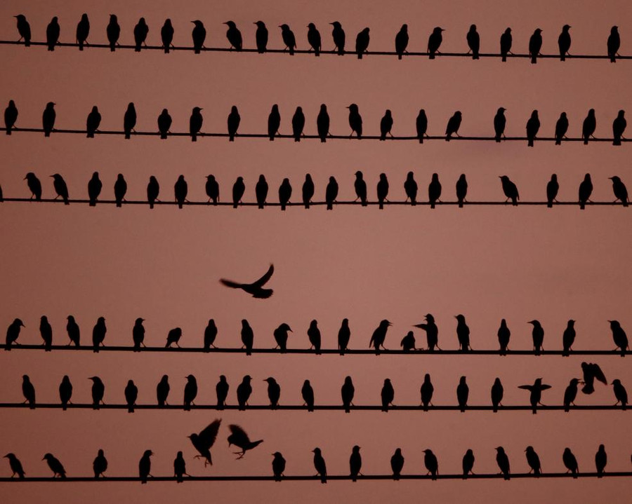 Những chú chim đậu trên dây điện ở thành phố Kansas, Mỹ